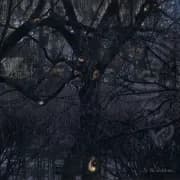 Album cover for Trelldom - ...by the Shadows...