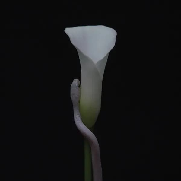 Parrhesia album cover - Animals As Leaders (2022)